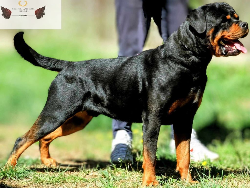 Taz Regnum Angelus Kennel